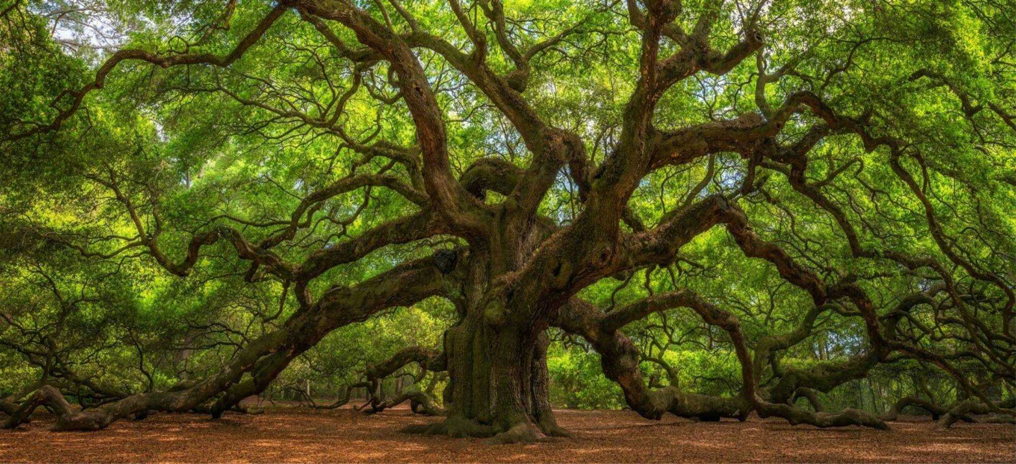 angel oak_primal wonders